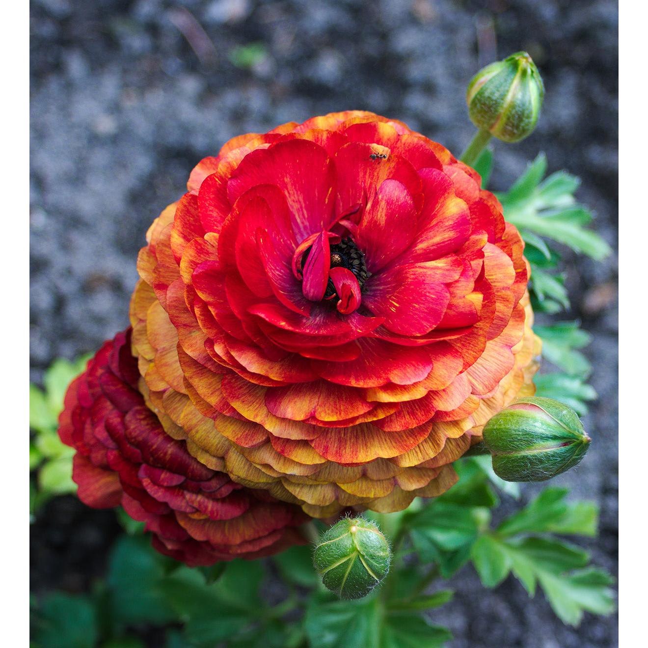 Cafe Ranunculus - 10 bulbs