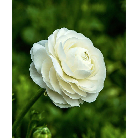 White Ranunculus - 10 bulbs