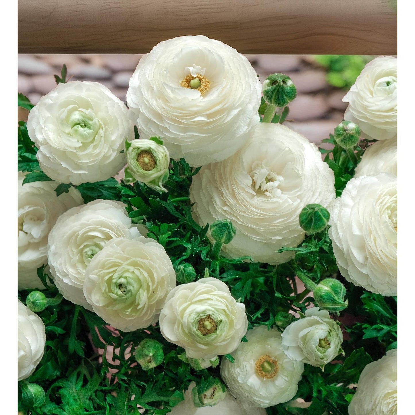 White Ranunculus - 10 bulbs