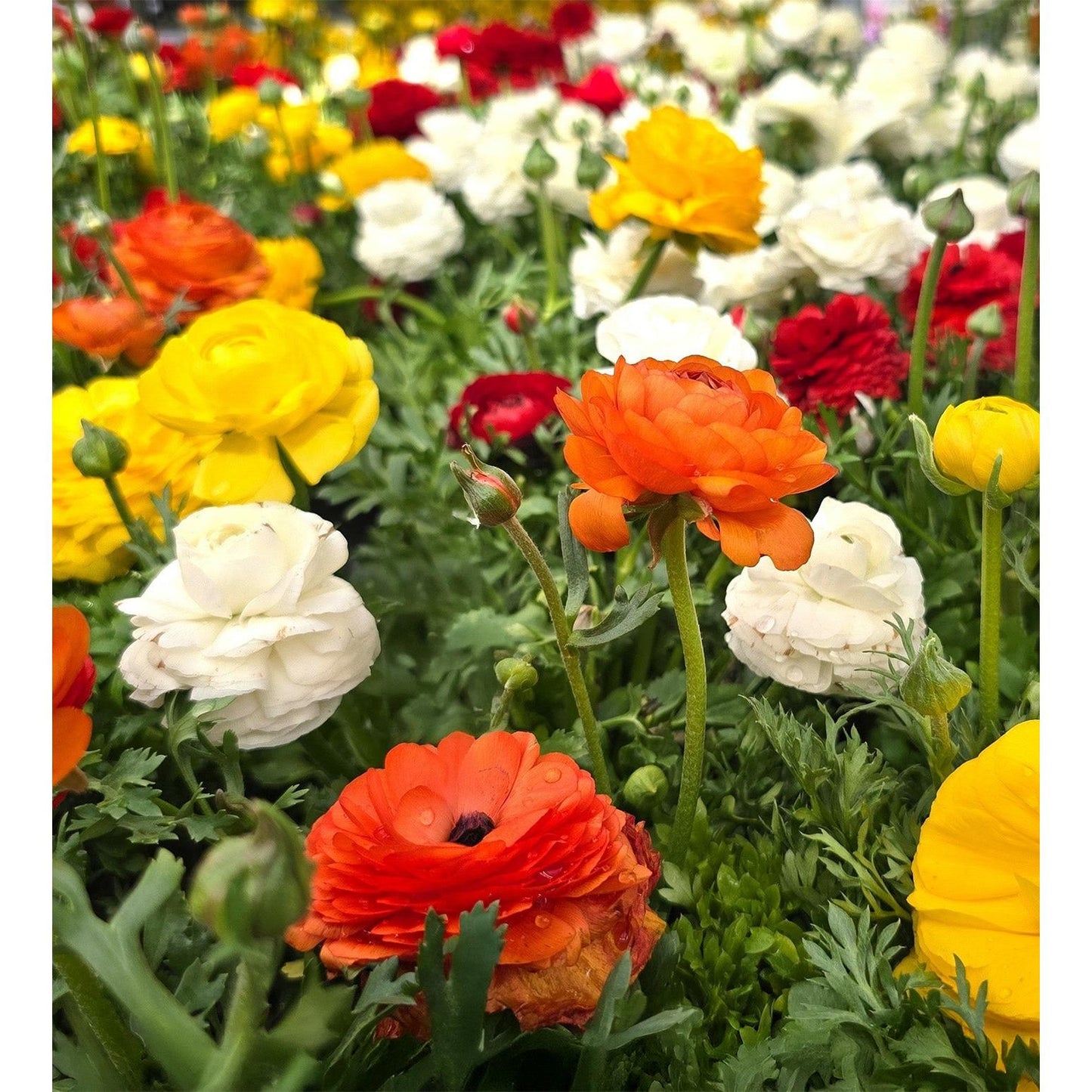 Mixed Ranunculus - 30 bulbs