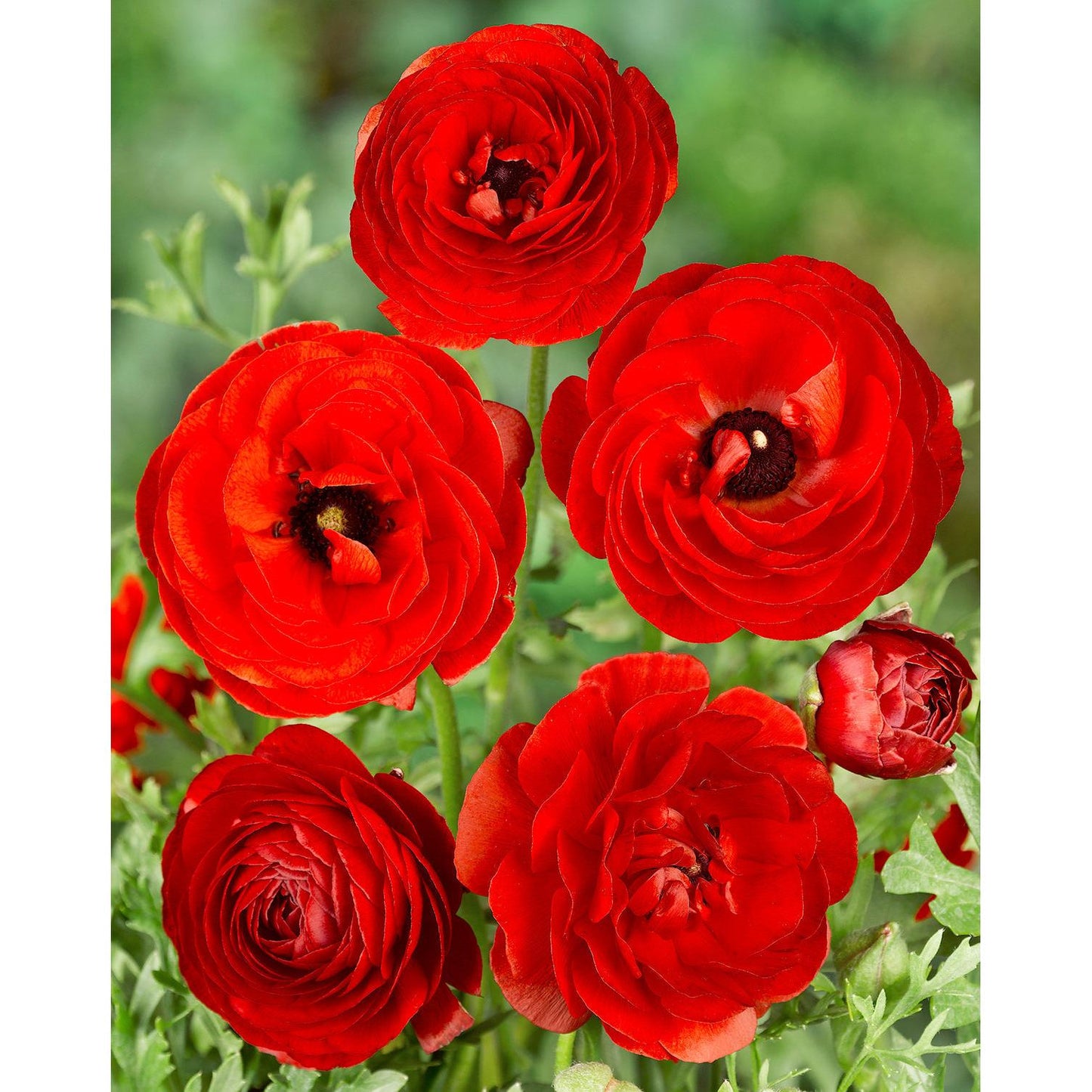 Red Ranunculus - 10 bulbs