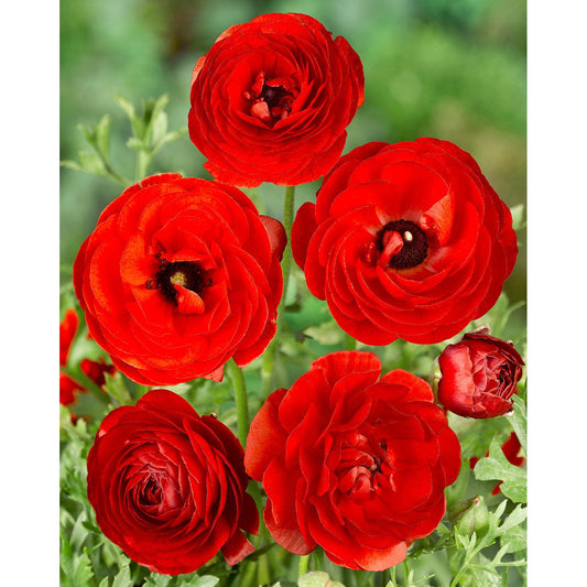 Red Ranunculus - 10 bulbs