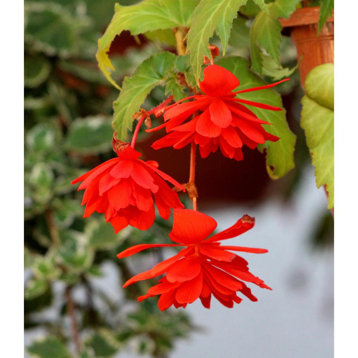 Red Fragrant Hanging Basket Begonia - 3 tubers