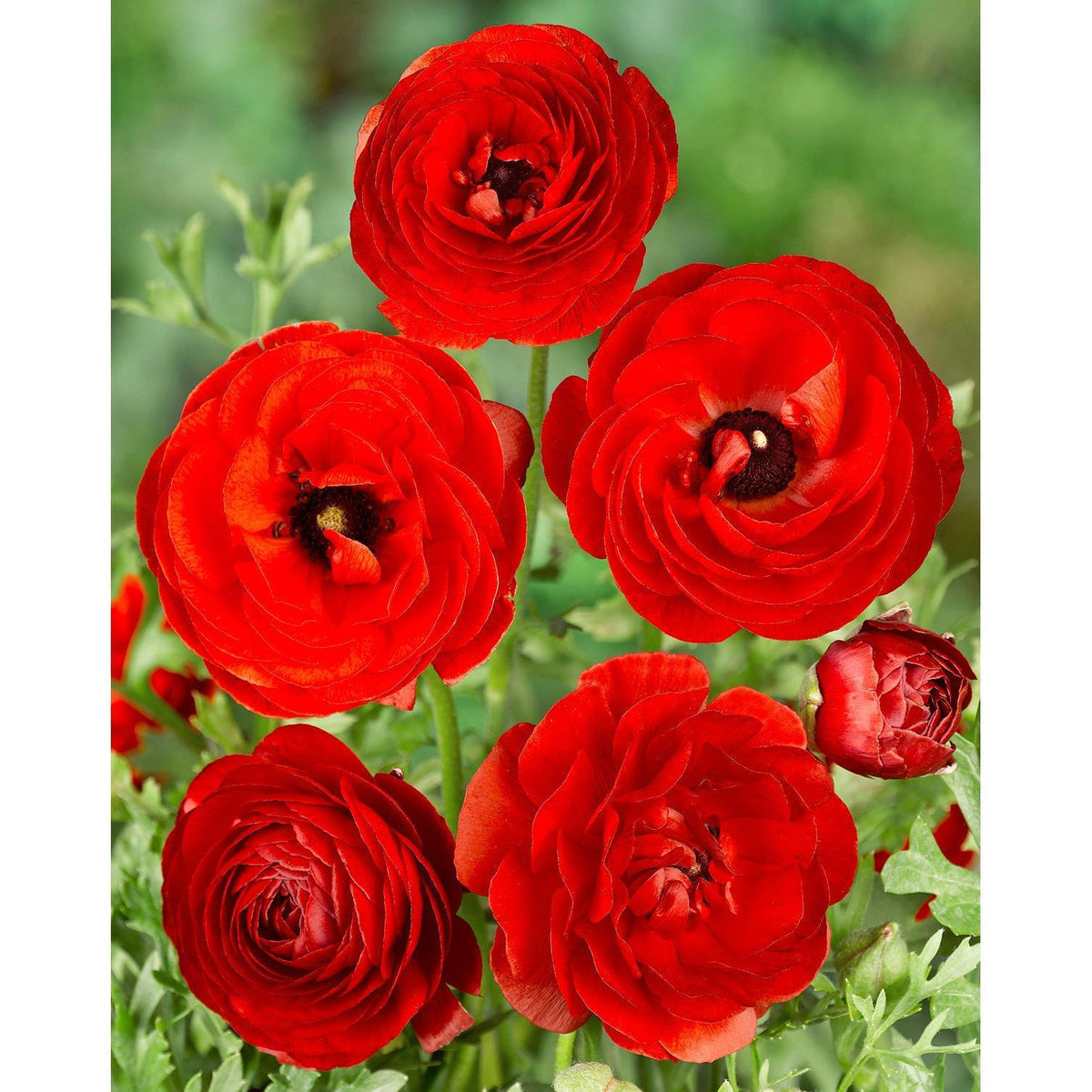 Red Ranunculus - 10 bulbs