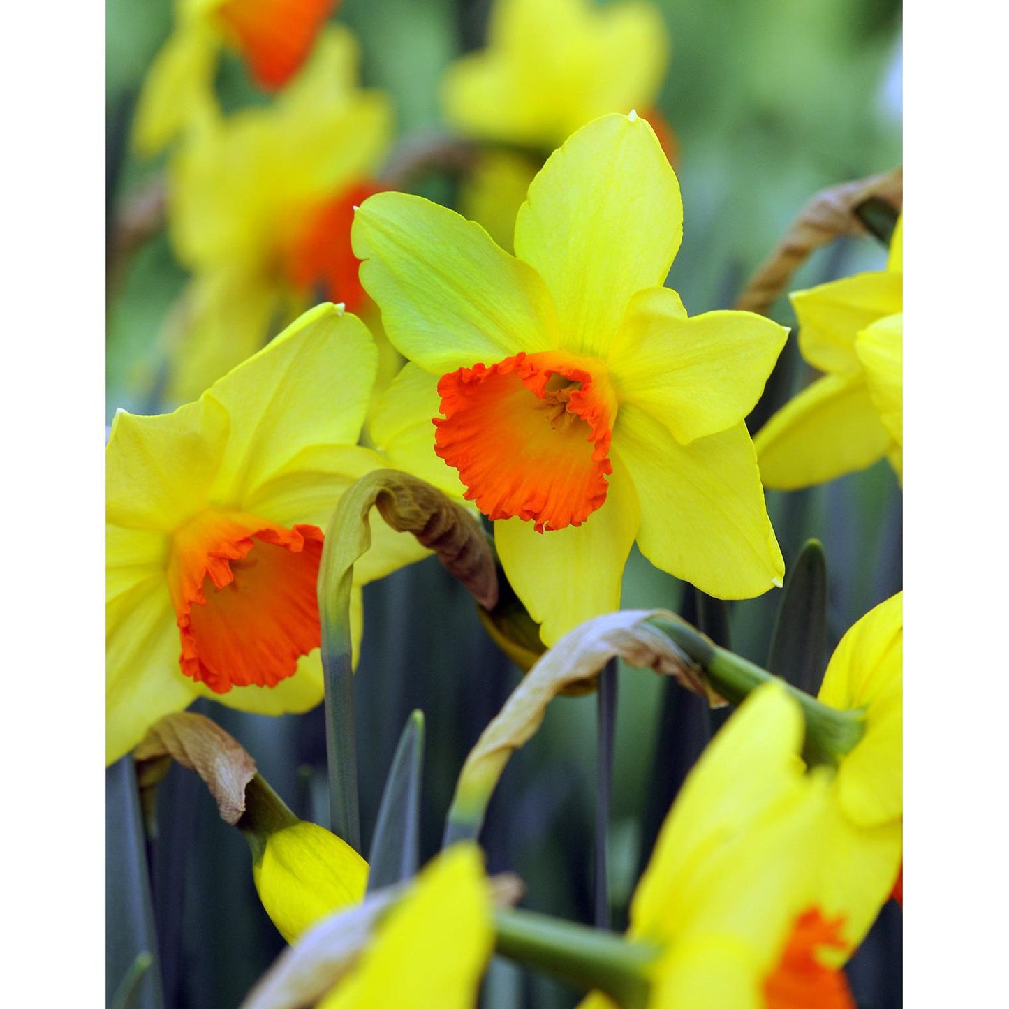 Red Devon Large Cupped Daffodil - 10 bulbs