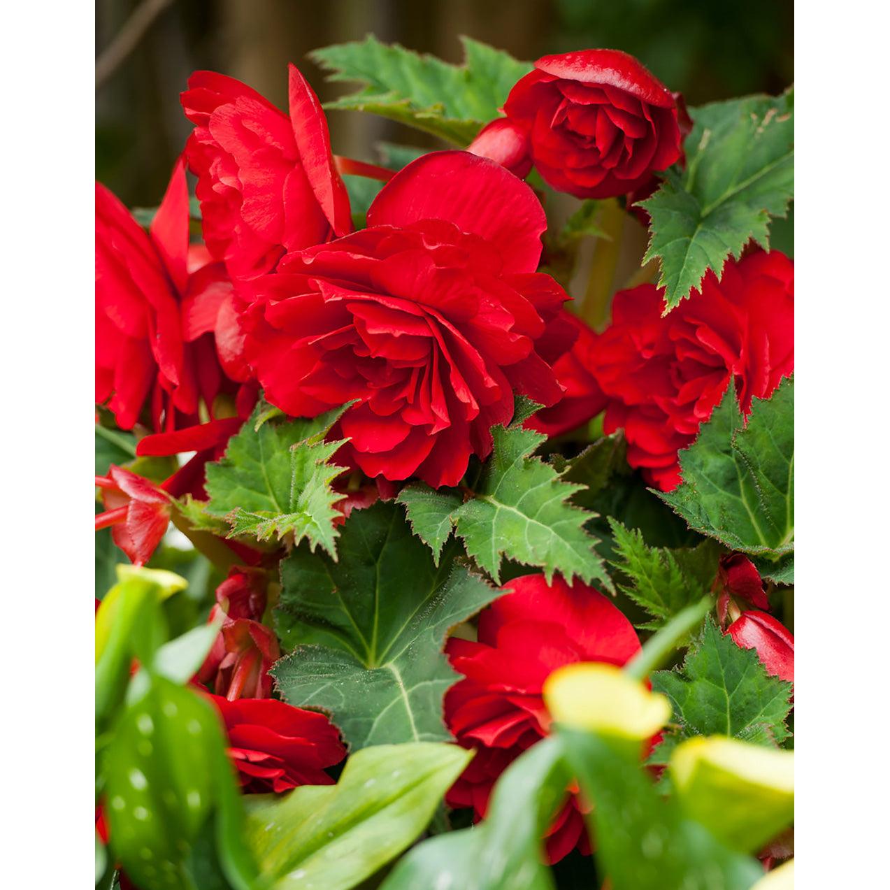 Red Double Begonia - 3 tubers