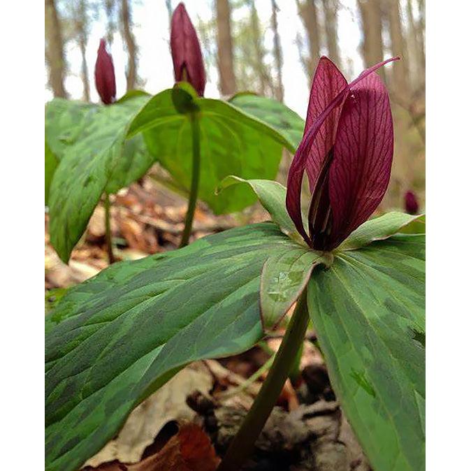 Red Toad Trillium (Wood Lily) - 5 Root Divisions