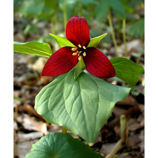 Red Trillium (Wood Lily) - 5 Root Divisions