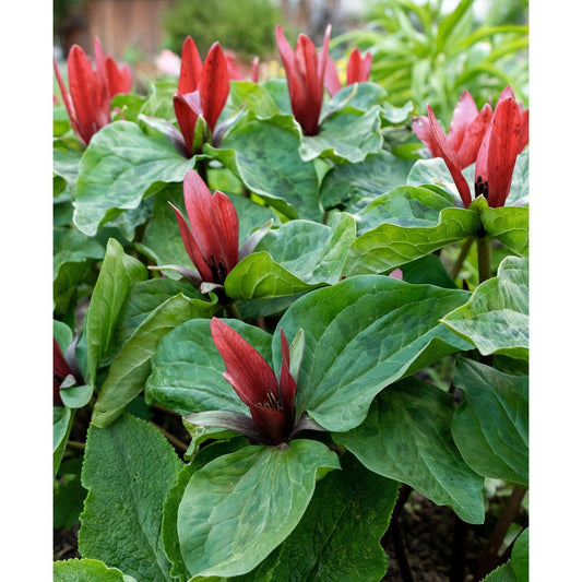 Red Trillium (Wood Lily) - 5 Root Divisions