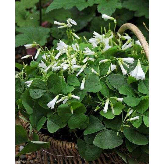 Regnellii var. triangularis Oxalis - 25 bulbs