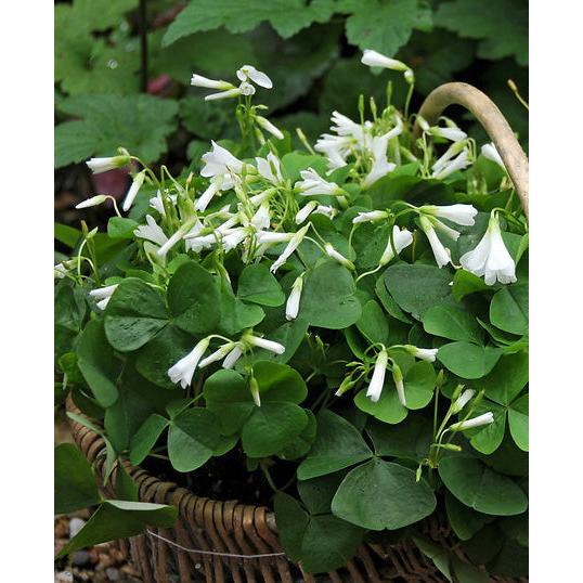 Regnellii var. triangularis Oxalis - 25 bulbs