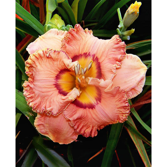 Remembering Grace Reblooming Daylily - 1 Single Fan Division