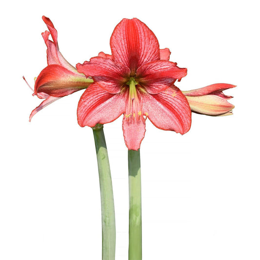 a close up of a flower