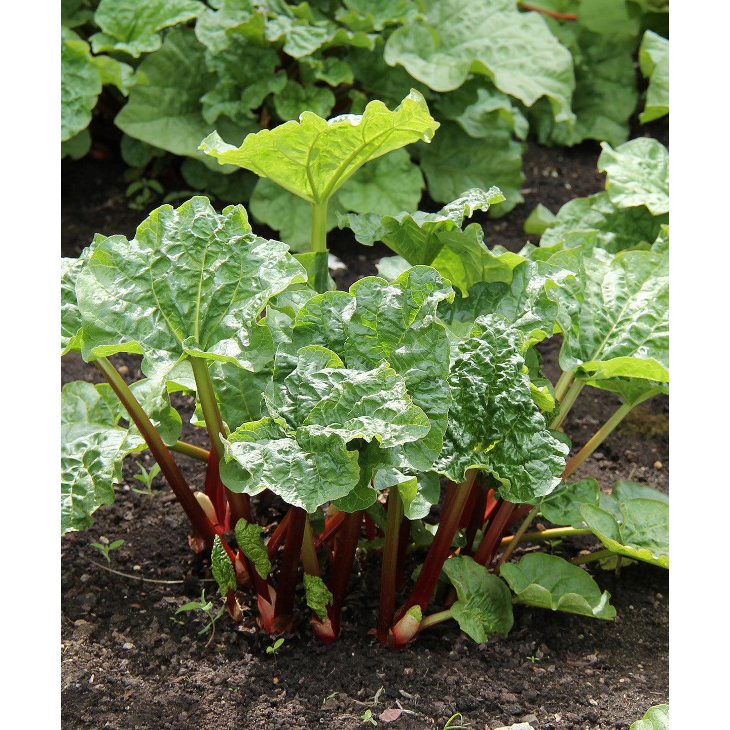 Victoria Rhubarb - 3 cuttings