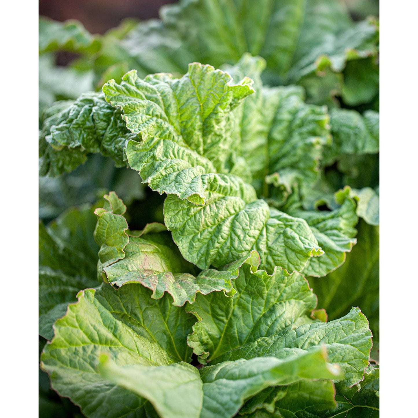 Canada Red Rhubarb Crowns - 1 root division