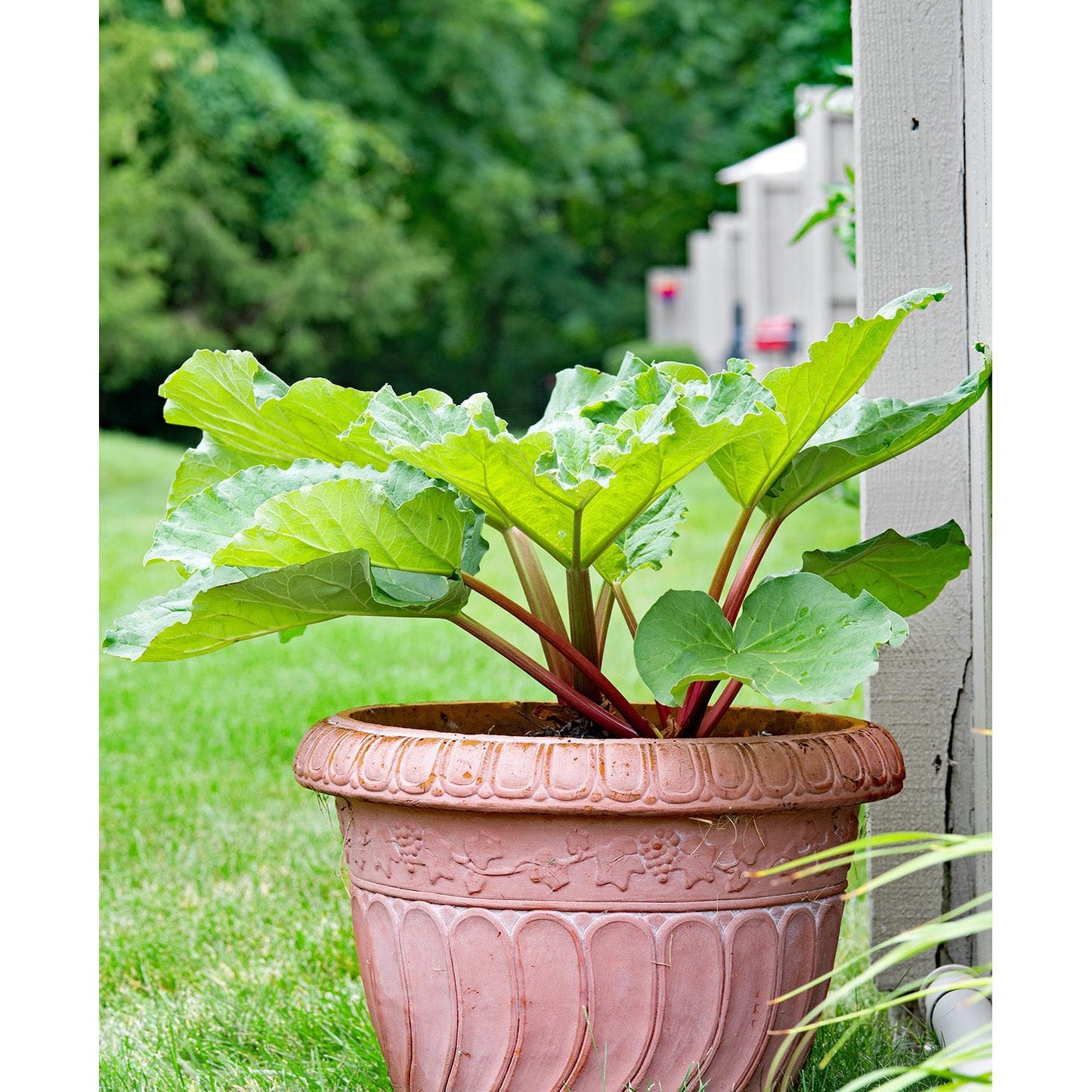 Canada Red Rhubarb Crowns - 1 root division
