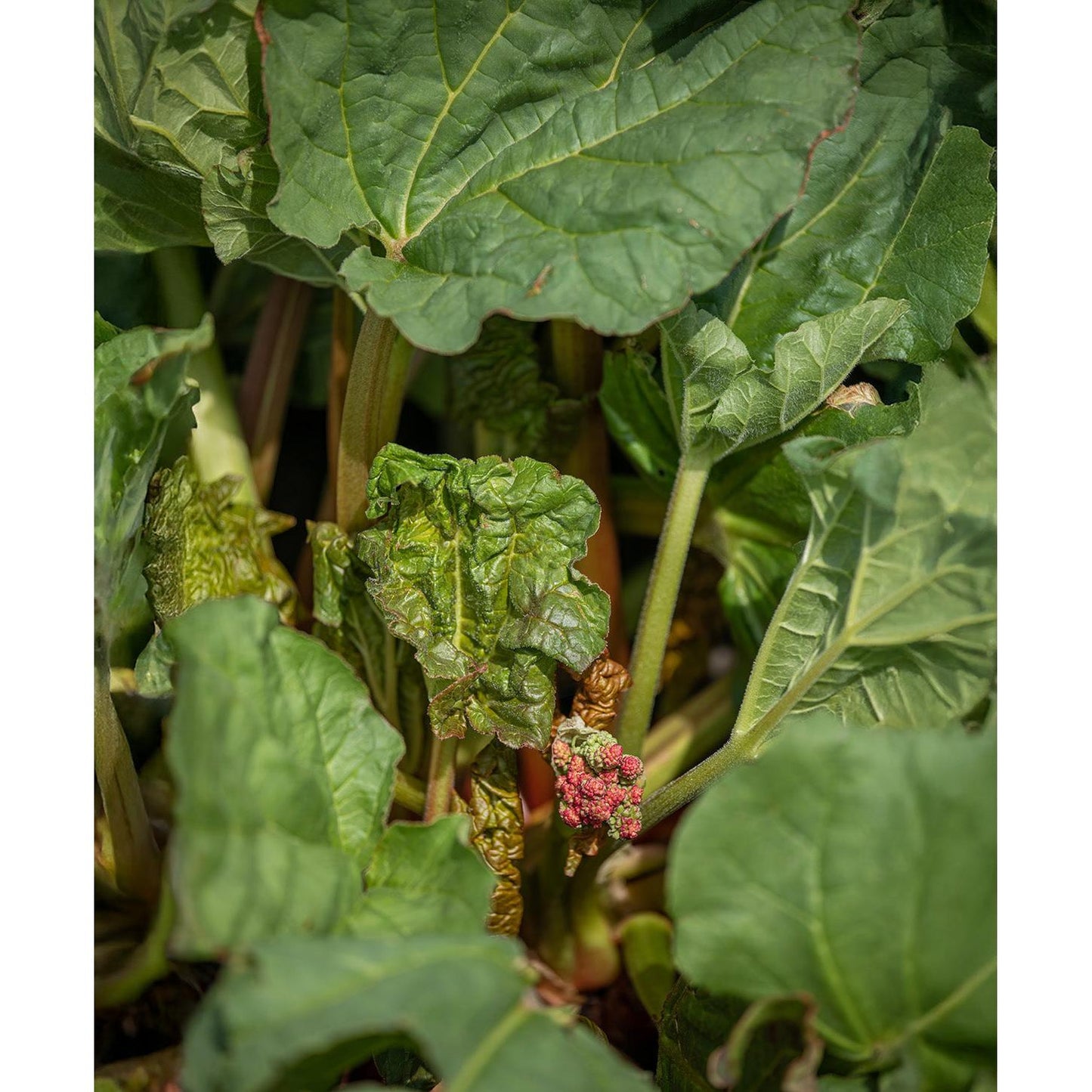 Victoria Rhubarb - 3 cuttings
