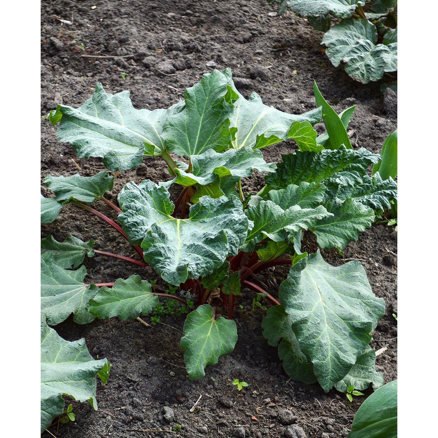 Crimson Red (Cherry) Rhubarb Crowns - 1 root division