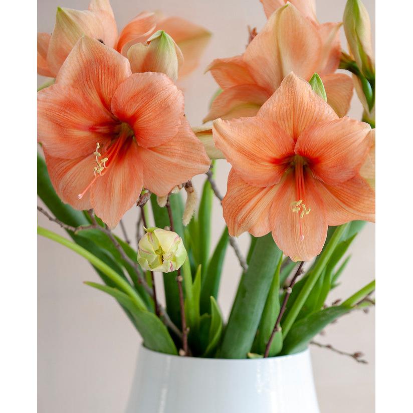 Rilona Amaryllis - 22-26 cm bulb