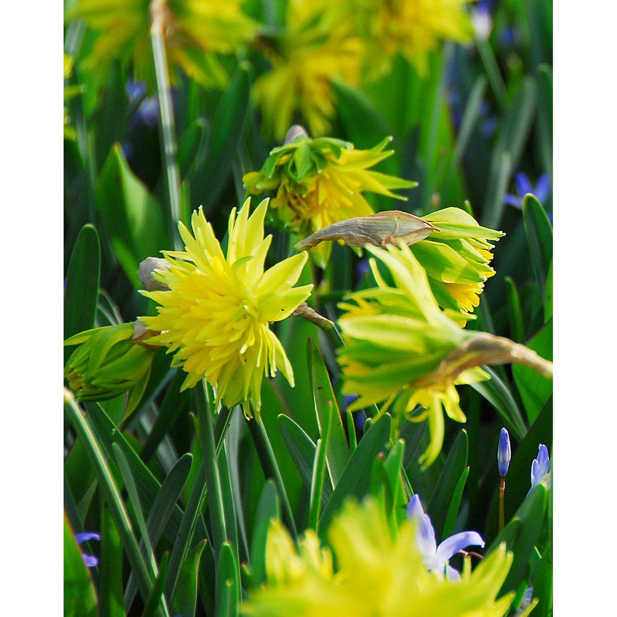 Rip Van Winkle Double Species Daffodil - 10 bulbs