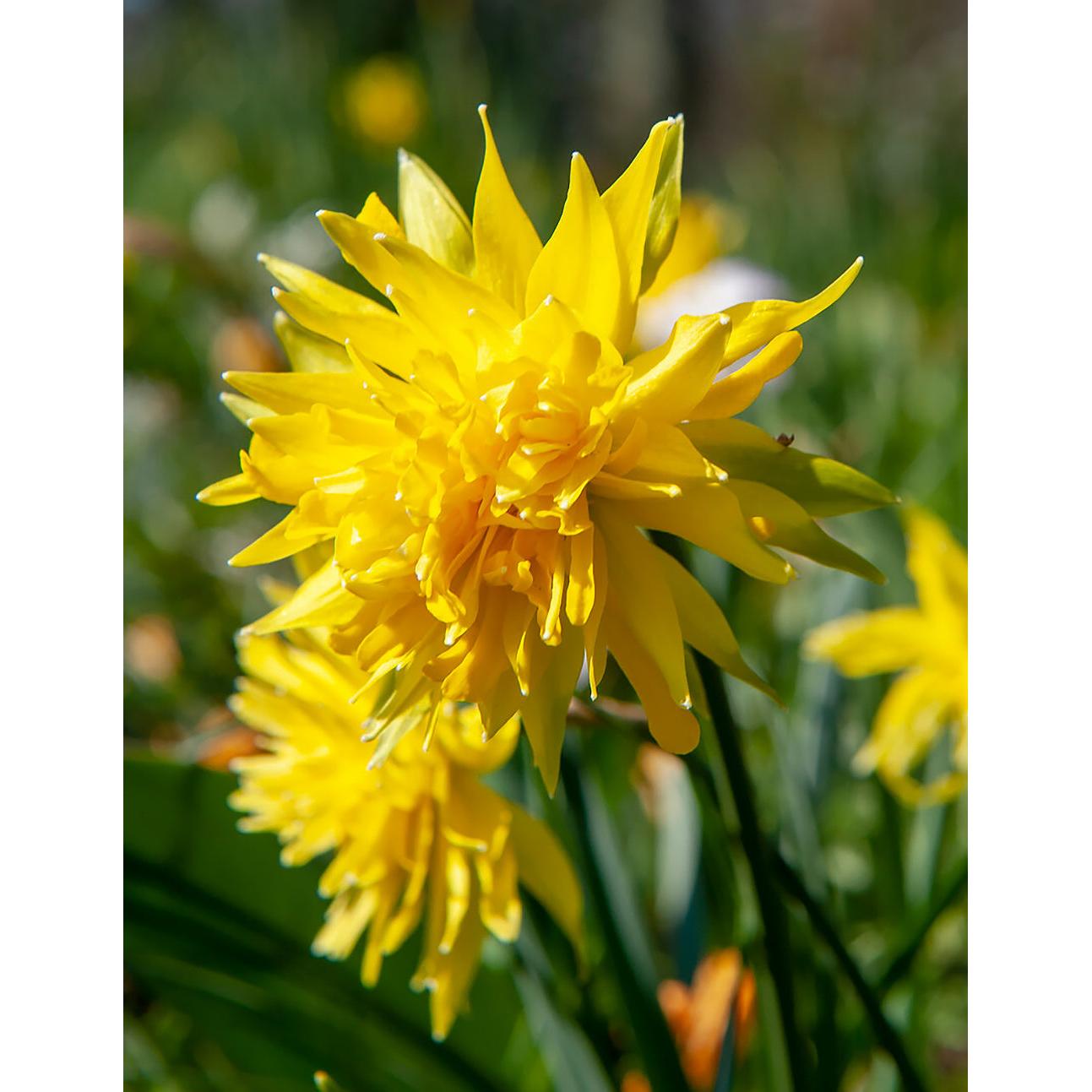 Rip Van Winkle Double Species Daffodil - 10 bulbs