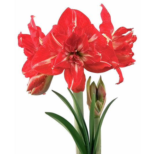 a close up of a flower