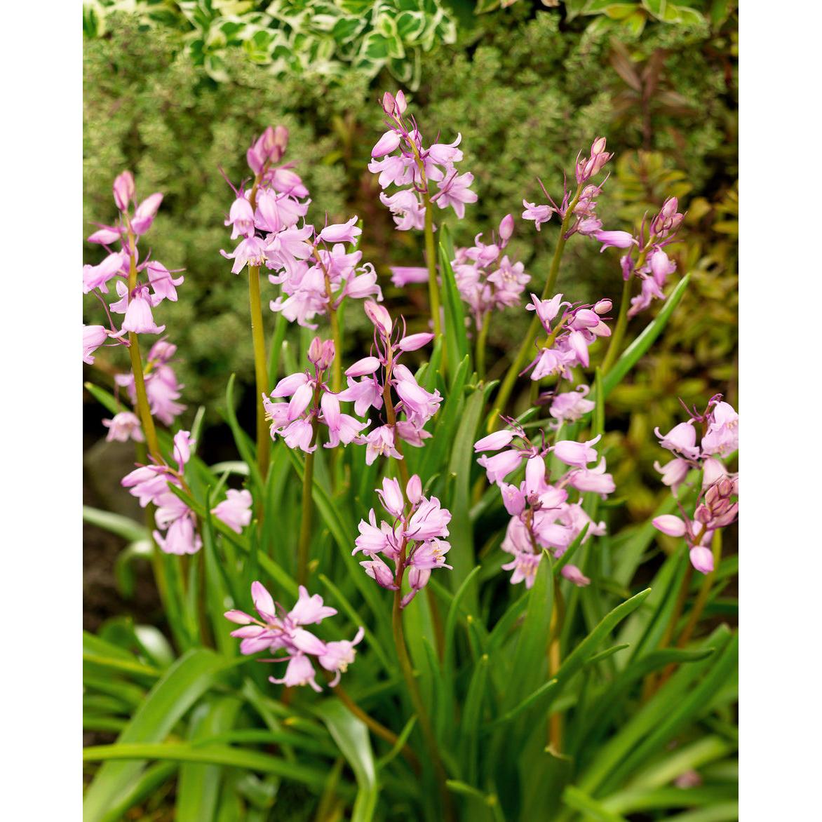 Rosabella Spanish Bluebells - 25 bulbs