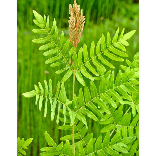 Royal Fern - 3 root divisions
