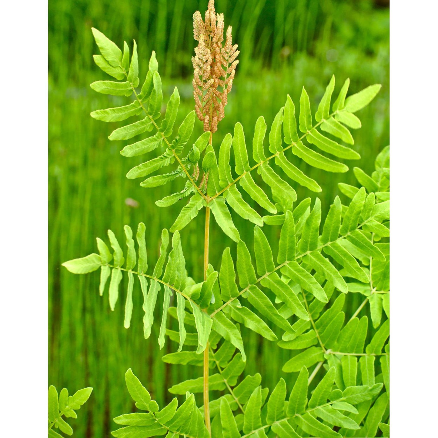 Royal Fern - 3 root divisions