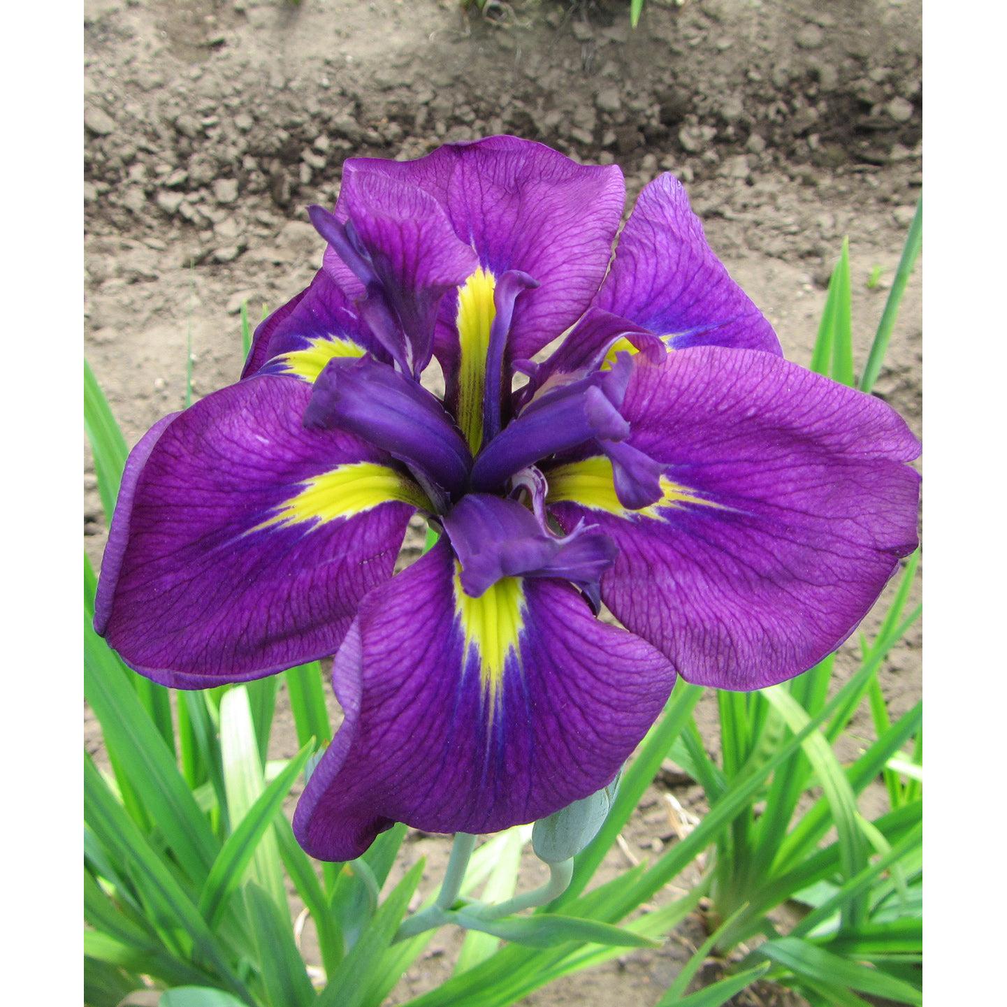 Royal Robes Japanese Iris - 3 root divisions