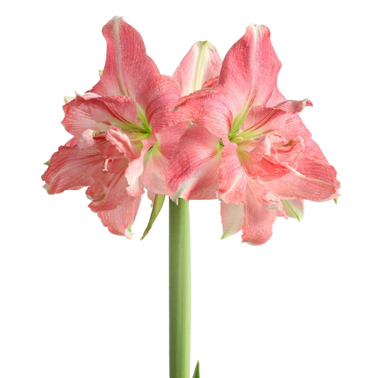 a pink flower with green stem