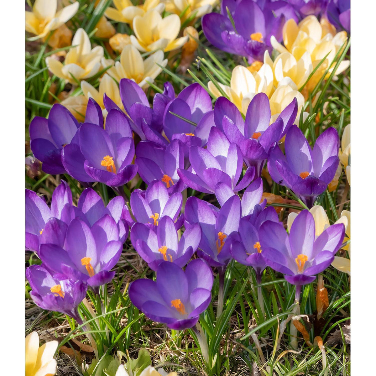 Ruby Giant Species Crocus - 10 bulbs