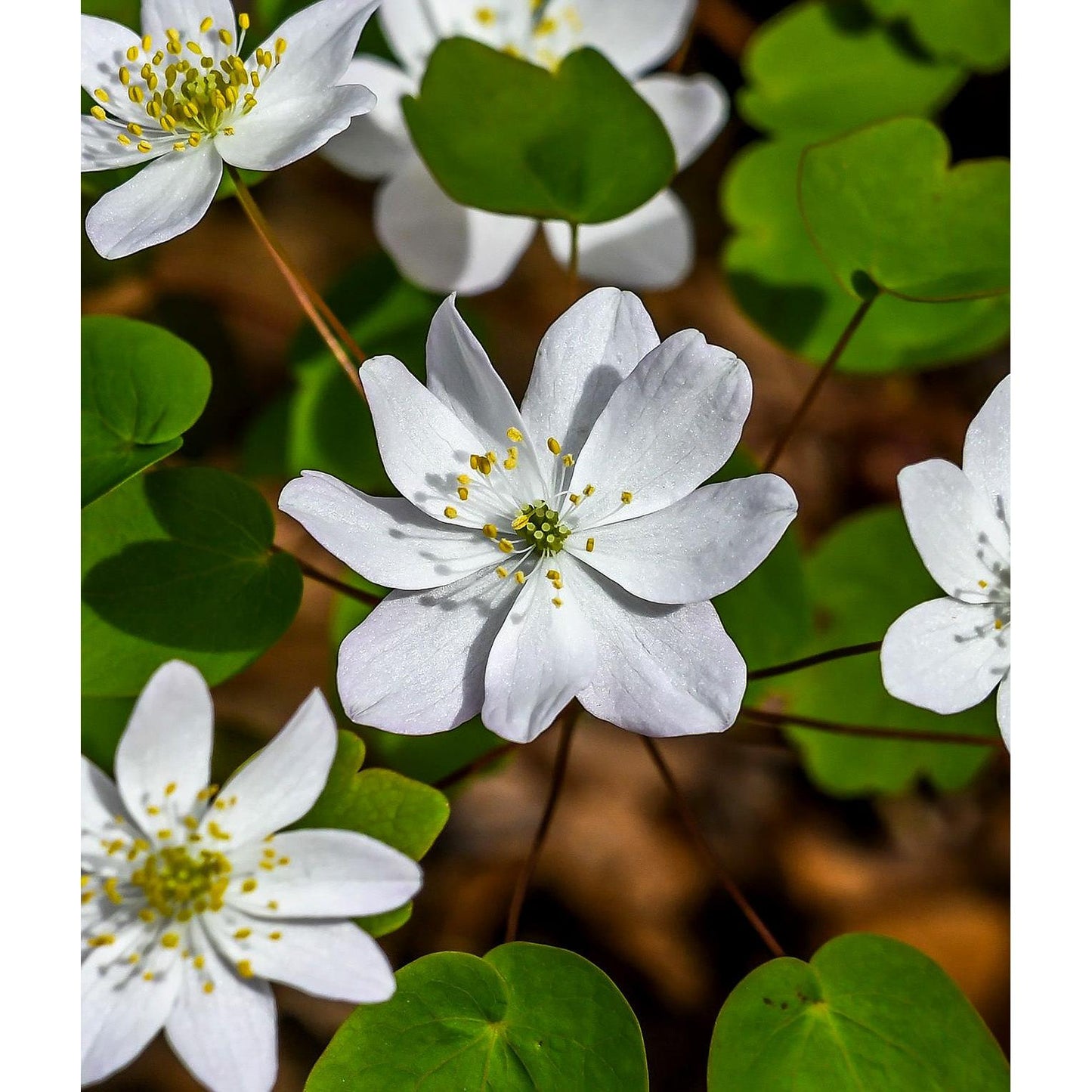 Rue Anemone - 5 Corms