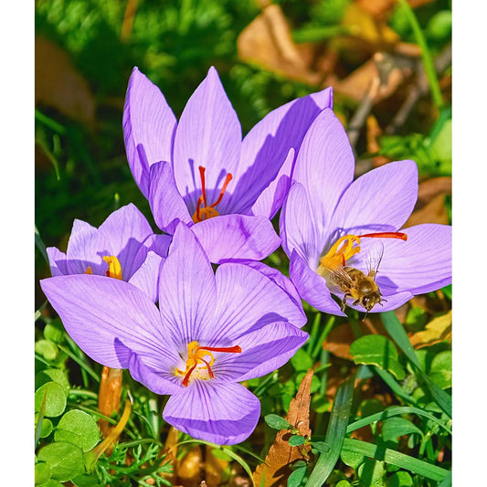 Saffron Fall Blooming Crocus - 10 bulbs