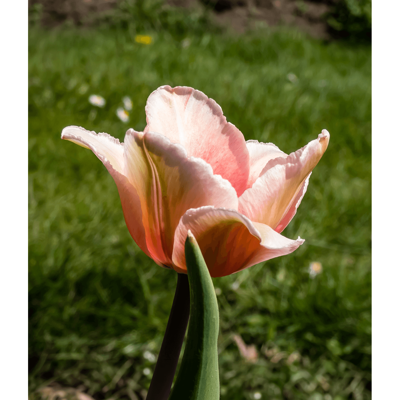 Salmon Impression Darwin Hybrid Tulip - 10 bulbs