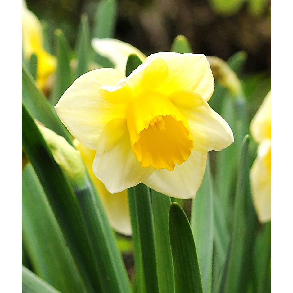 Salome Large Cup Daffodil - 10 bulbs