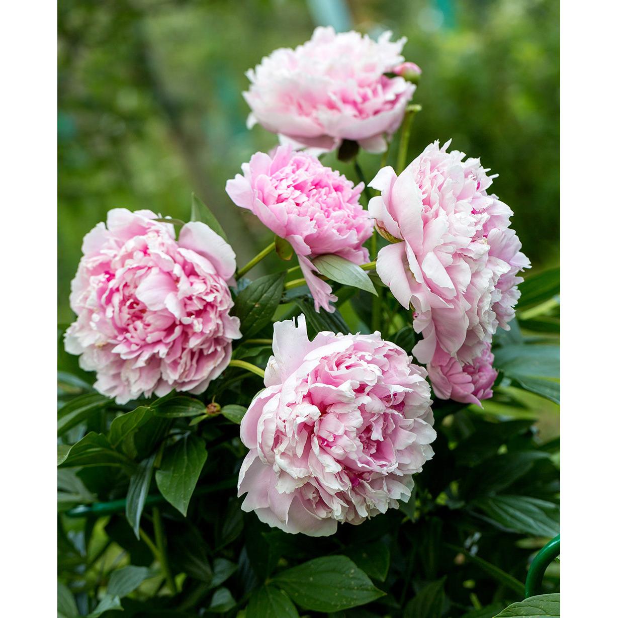 Sarah Bernhardt Peony - 1 root division