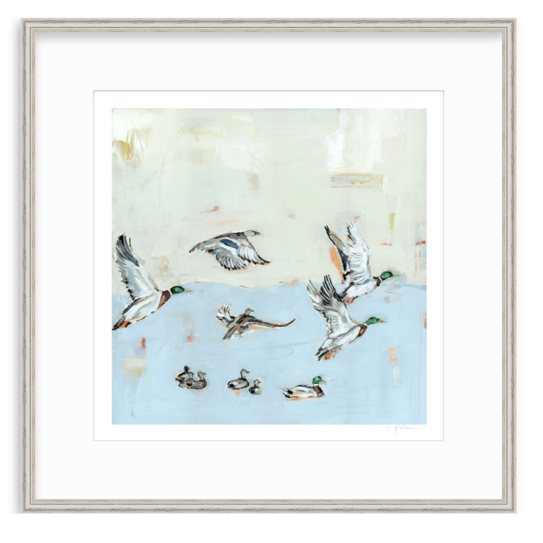 Taking Off Mallard Ducks Fine Art Print