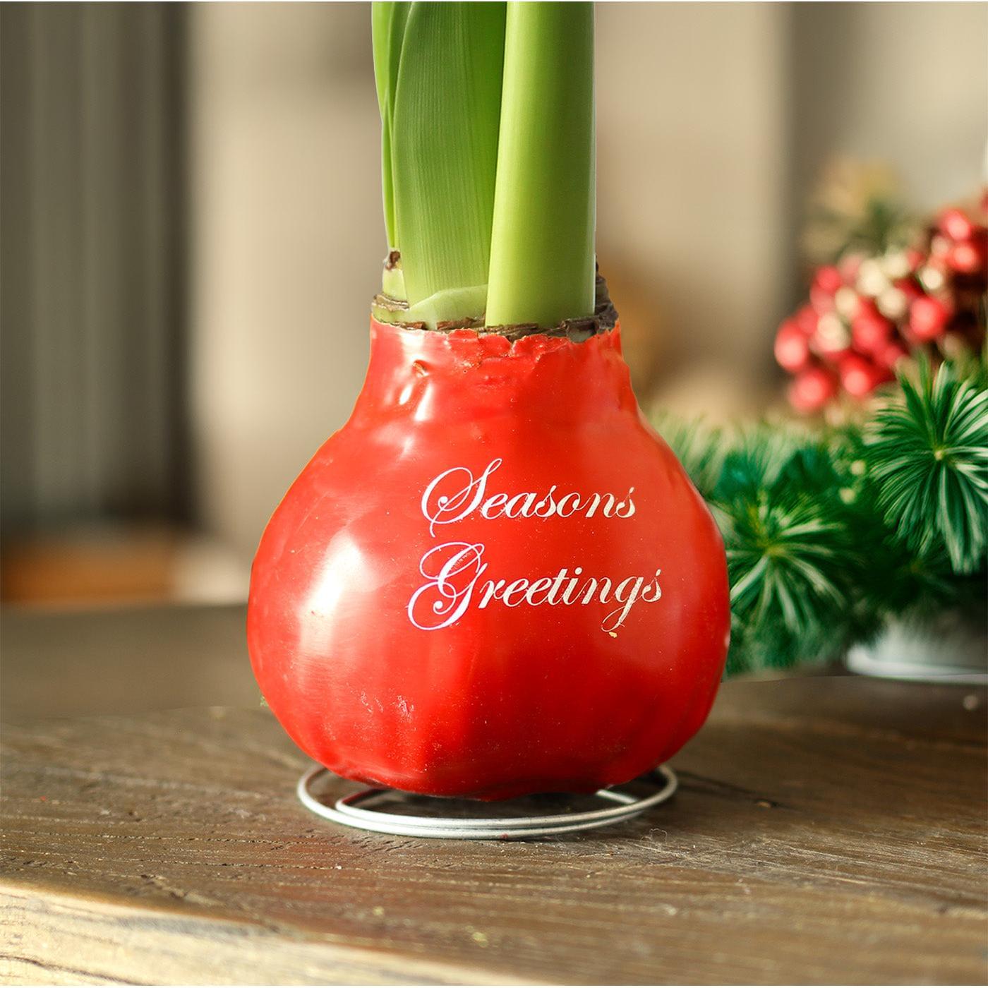 "Season's Greetings" Red Waxed Amaryllis with Red and White Striped Flower