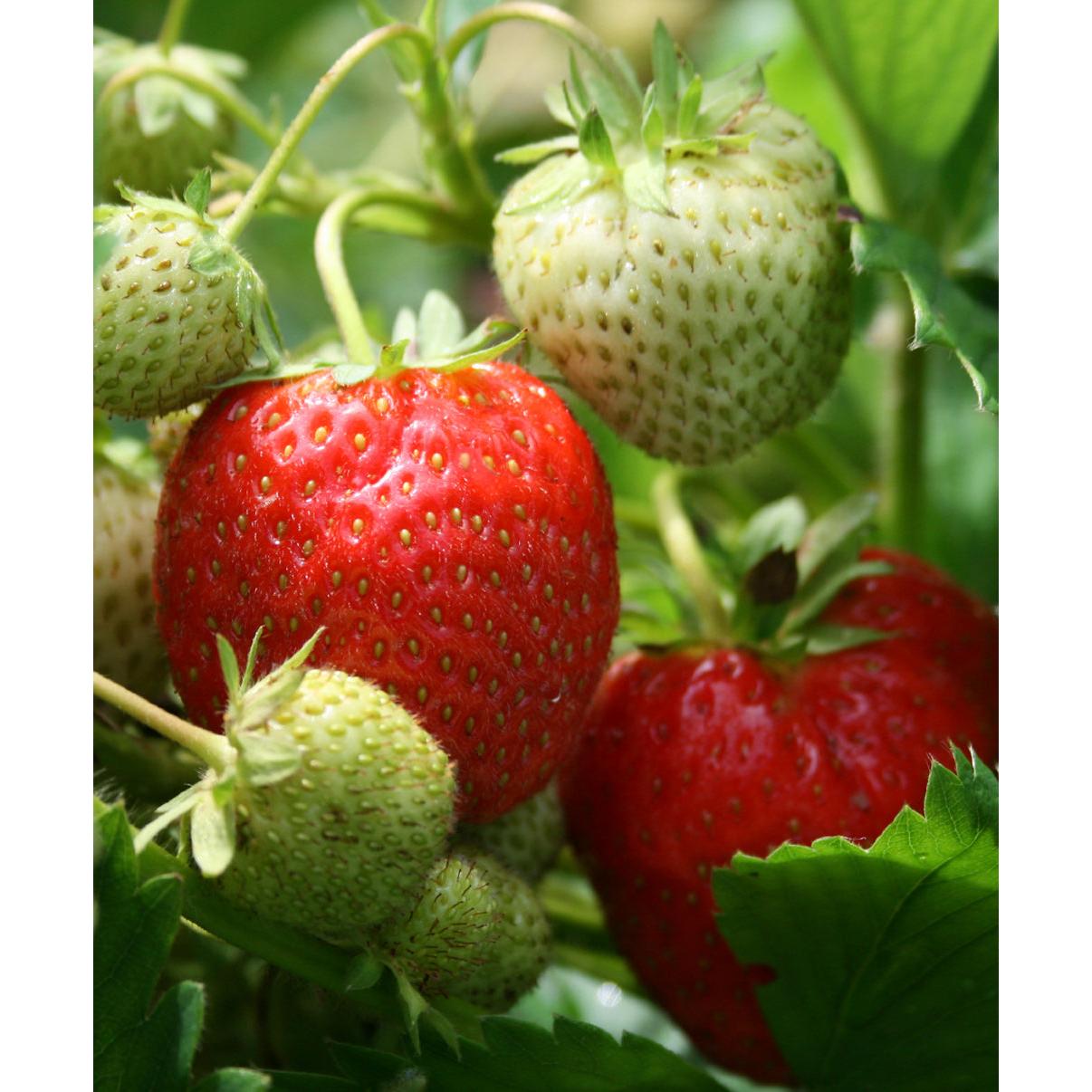 Sequoia Junebearer Strawberry - 20 root divisions