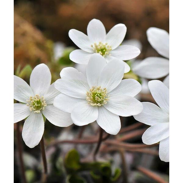 Sharp-Lobe Hepatica - 5 Root Divisions