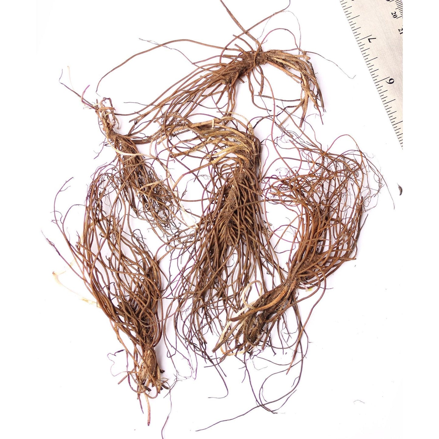 Sharp-Lobe Hepatica - 5 Root Divisions