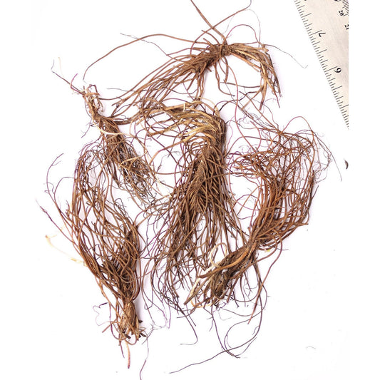 Sharp-Lobe Hepatica - 5 Root Divisions