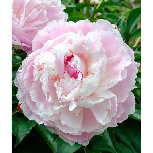 a close up of a flower