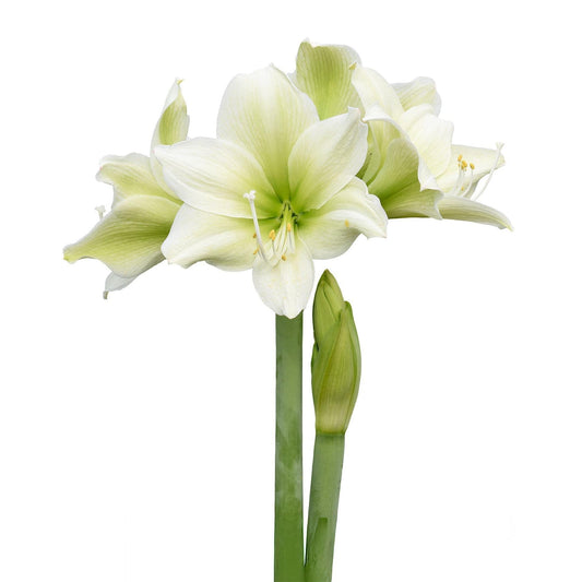 a close up of a flower