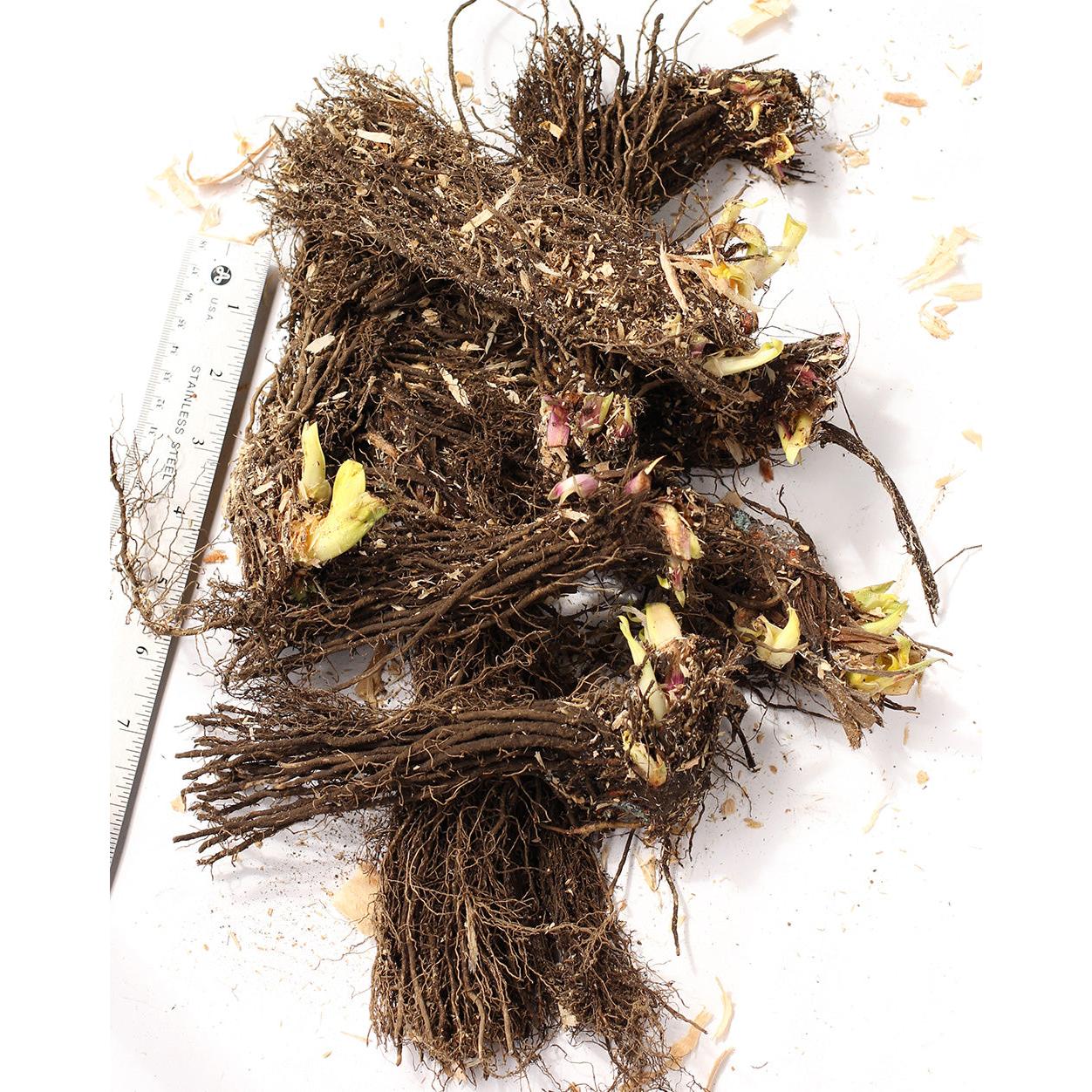 Mixed Siberian Iris sibirica - 9 root divisions
