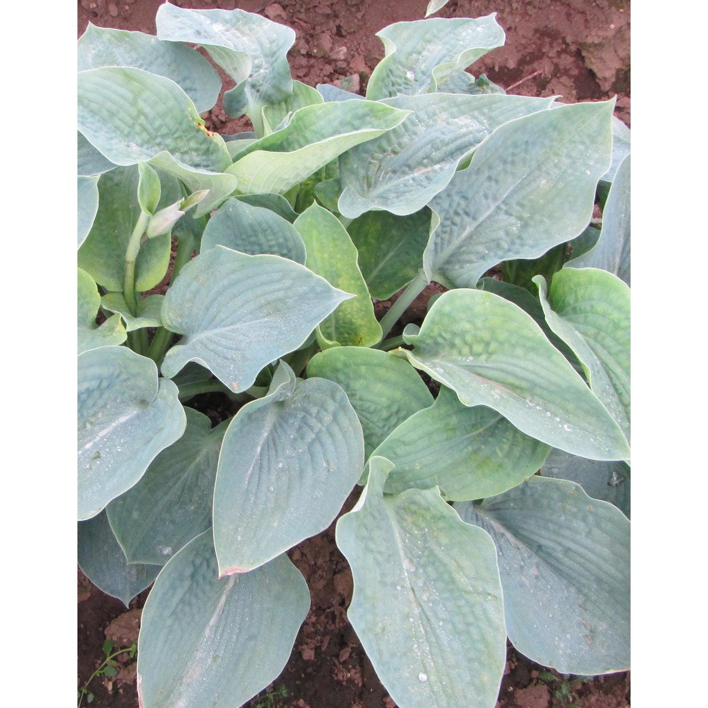 Sieboldiana Elegans Hosta - 3 root divisions