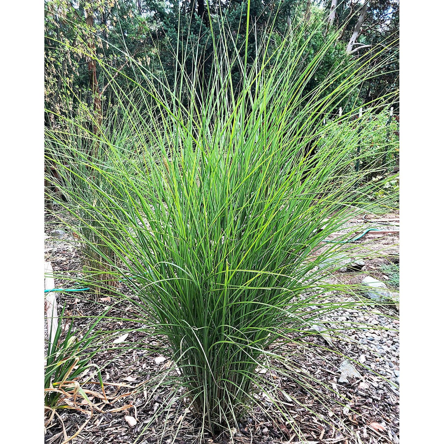 Silberfeder Silver Feather Grass - 3 bareroot plants