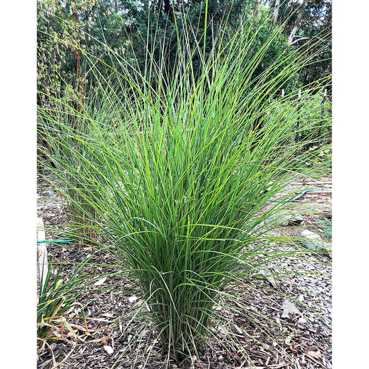 Silberfeder Silver Feather Grass - 3 bareroot plants