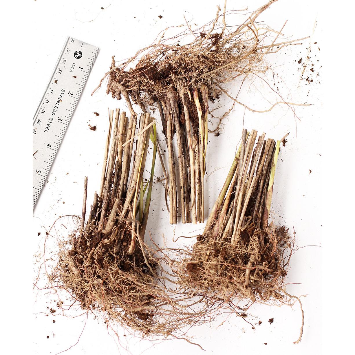 Silberfeder Silver Feather Grass - 3 bareroot plants